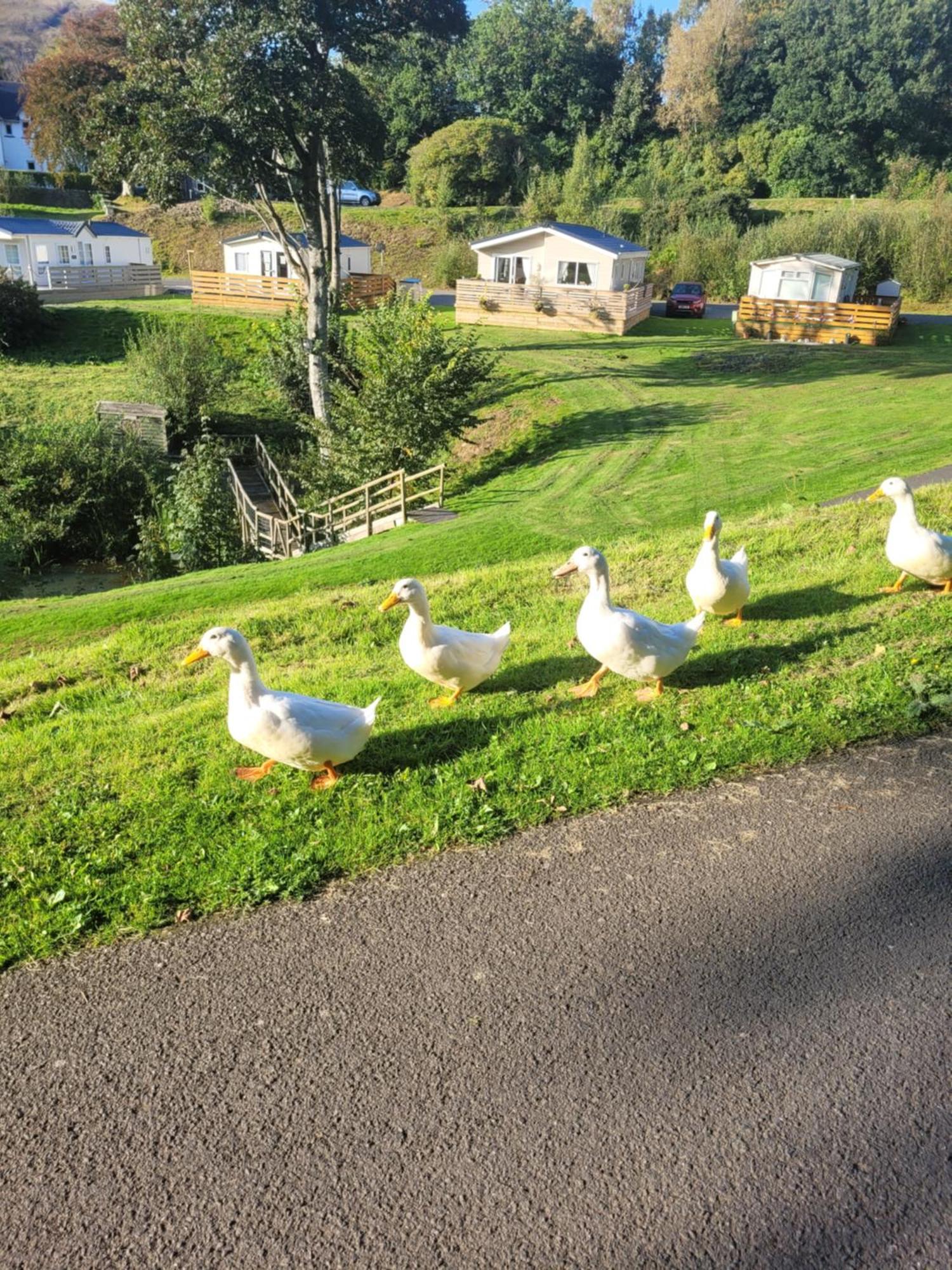 The Sunny Bunny Holiday Home Ballantrae Extérieur photo